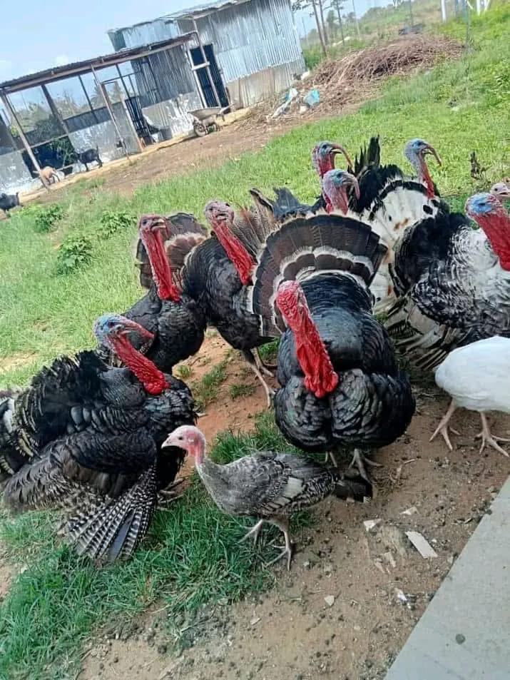 Livestock Asset