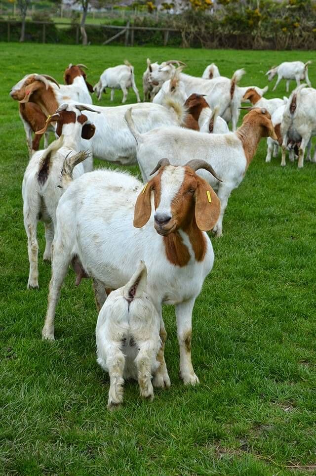 Livestock Asset