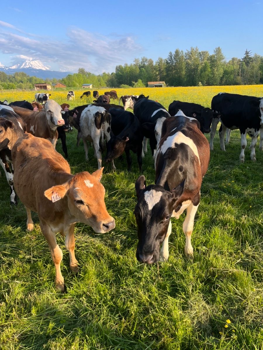 Livestock Asset